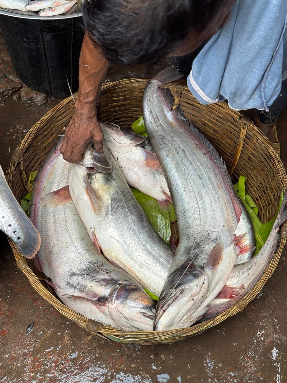 নদীর বোয়াল