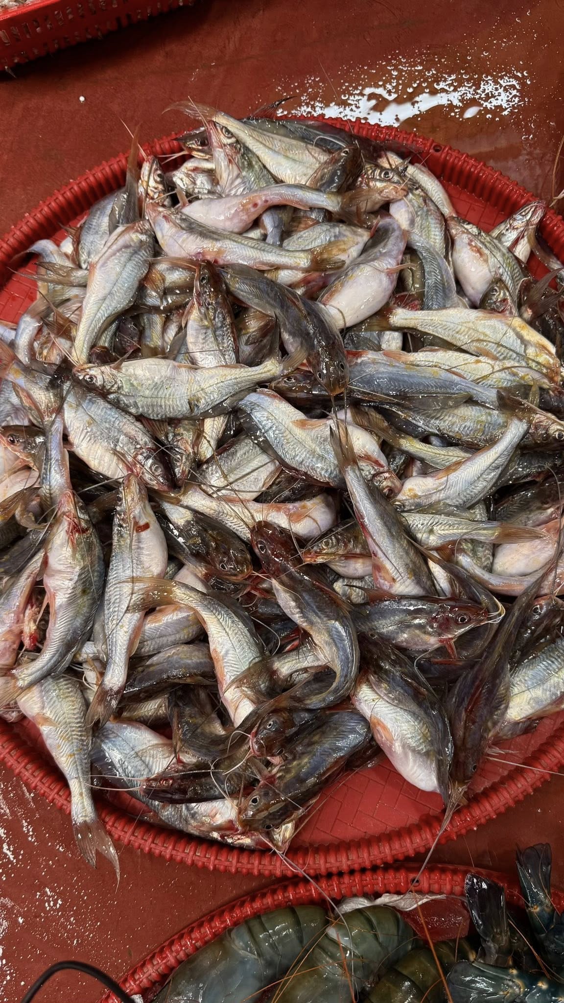 গুলশা টেংরা