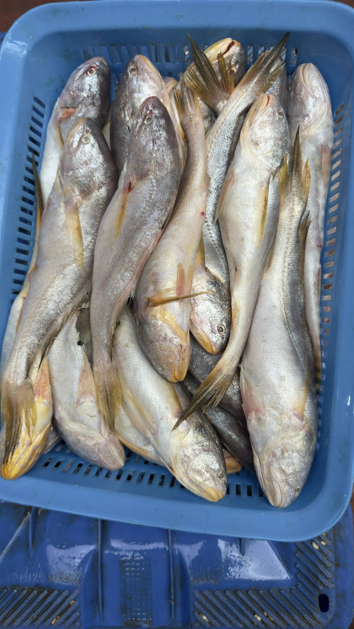 পোয়া মাছ