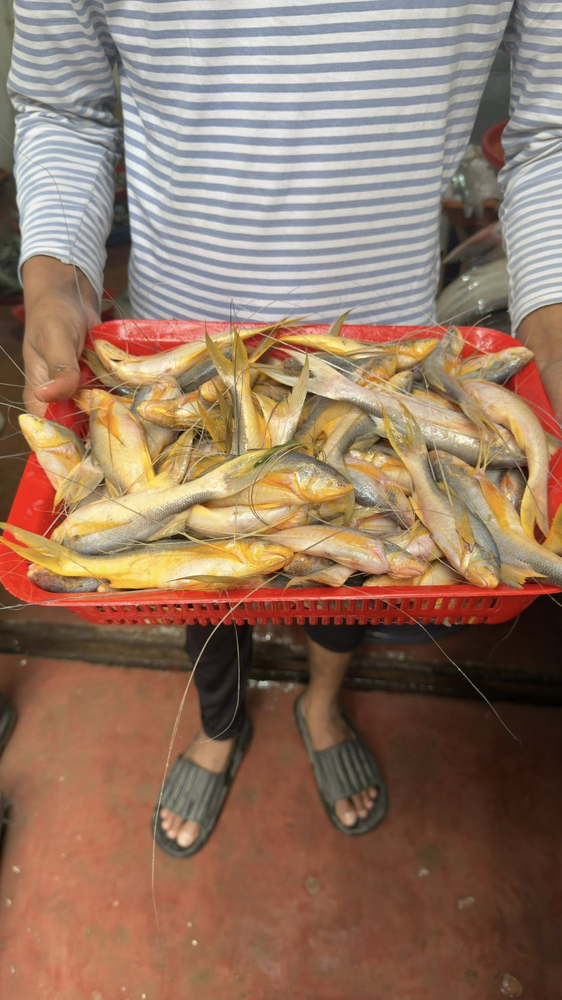 তাপসি মাছ