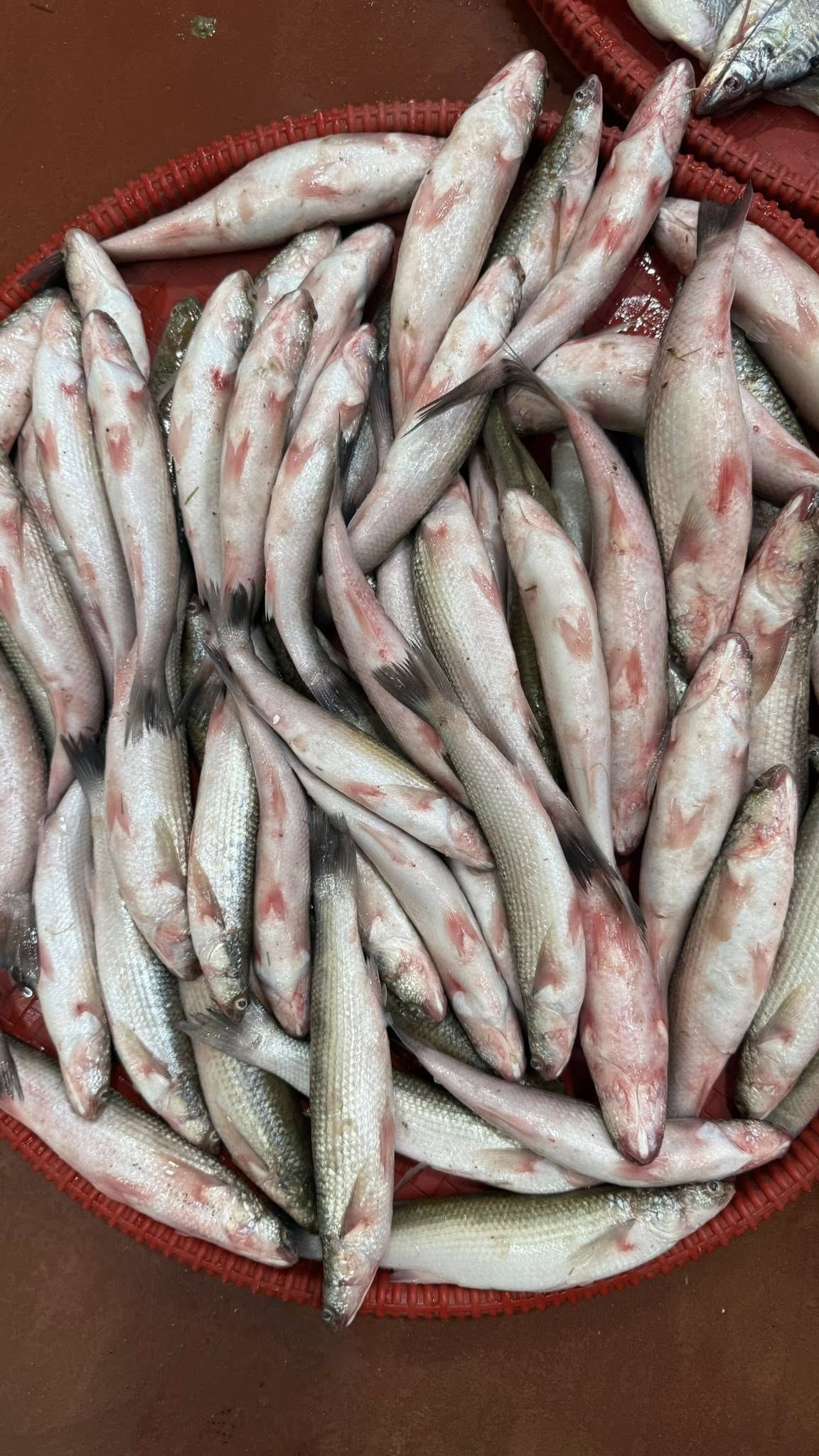 বাটা মাছ