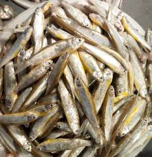 পিয়ালি মাছ