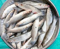 পারশে মাছ