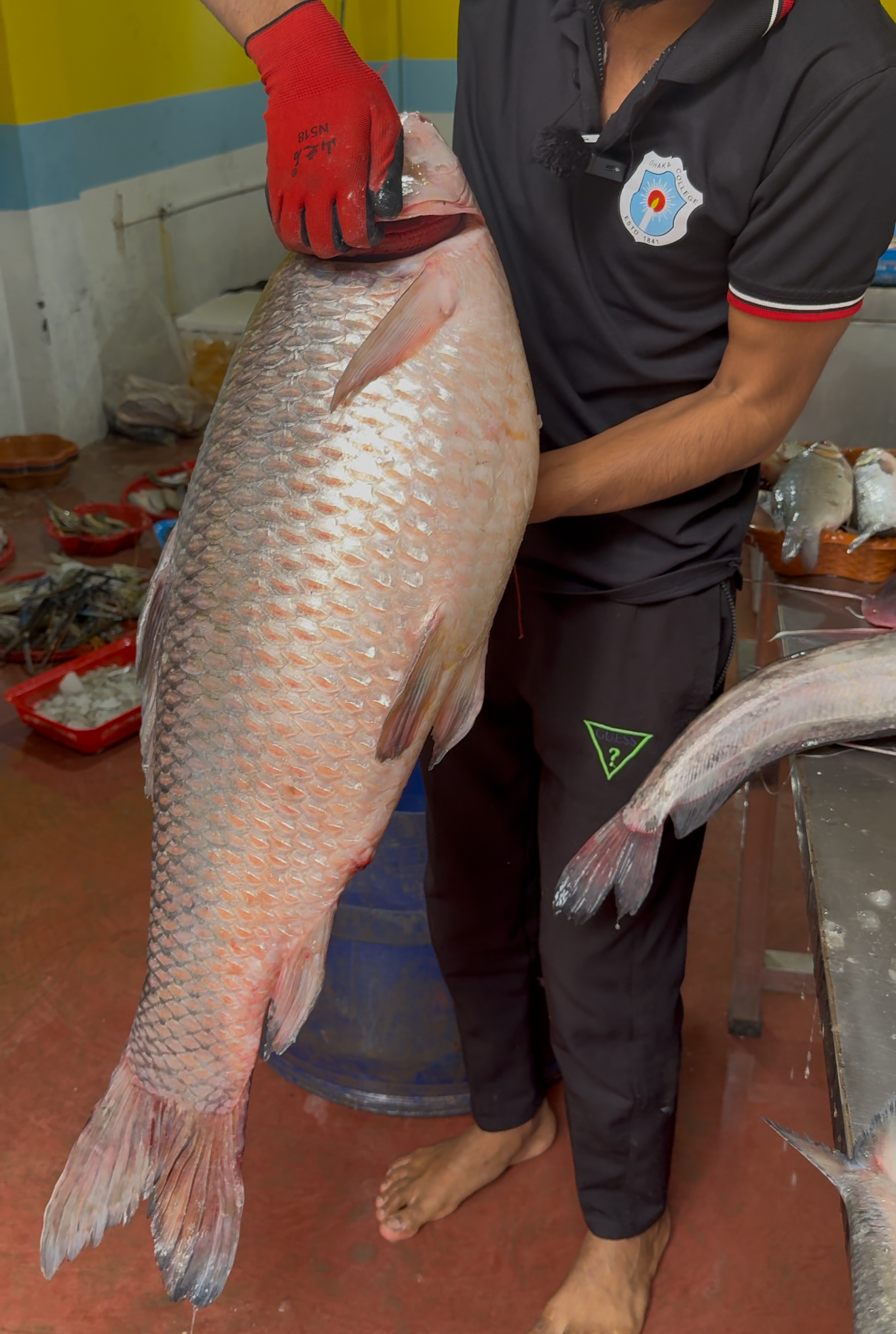 নদীর রুই ৫-৭ কেজি সাইজ