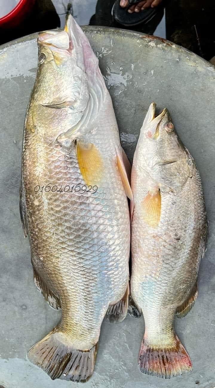 নদীর কোরাল ১০-১৪ কেজি সাইজ