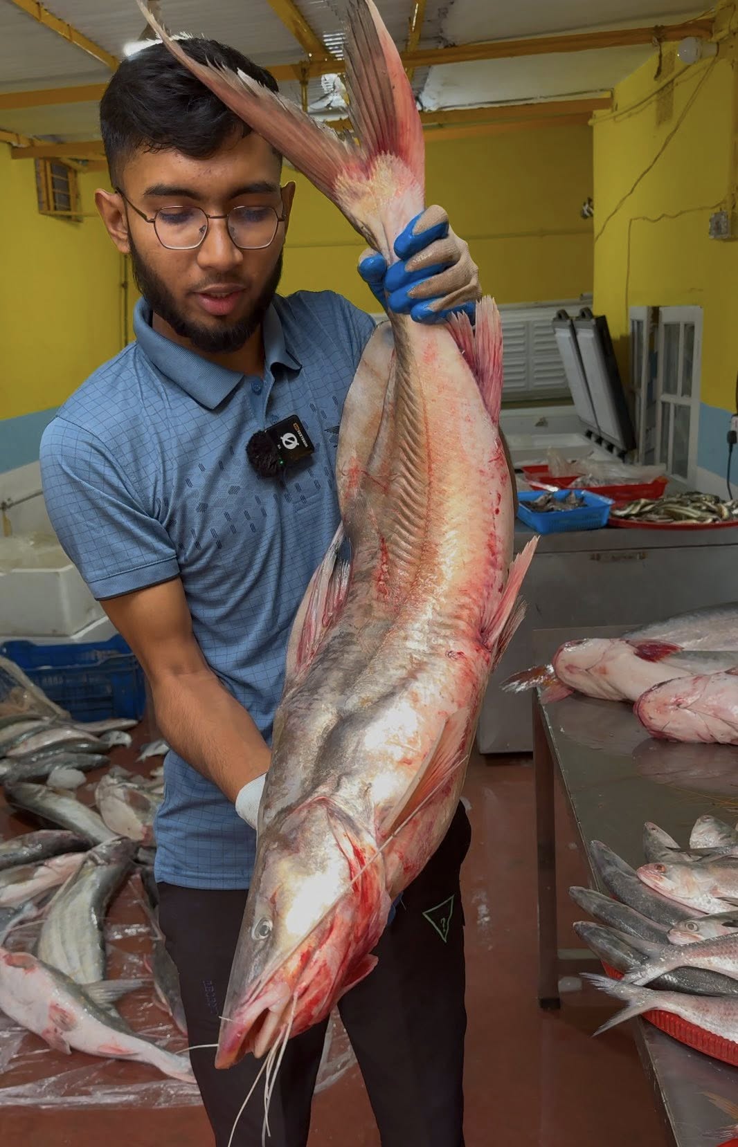 নদীর আইড় 1-1.5 কেজি সাইজ