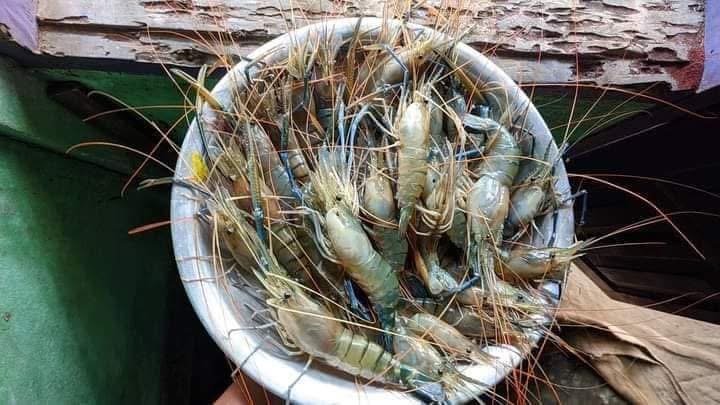 গলদা চিংড়ি ১৮-২০ পিসে কেজি