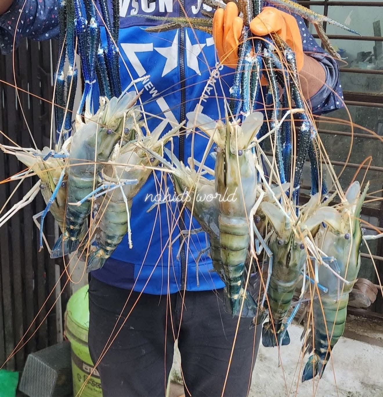 গলদা চিংড়ি ৪-৫ পিসে কেজি