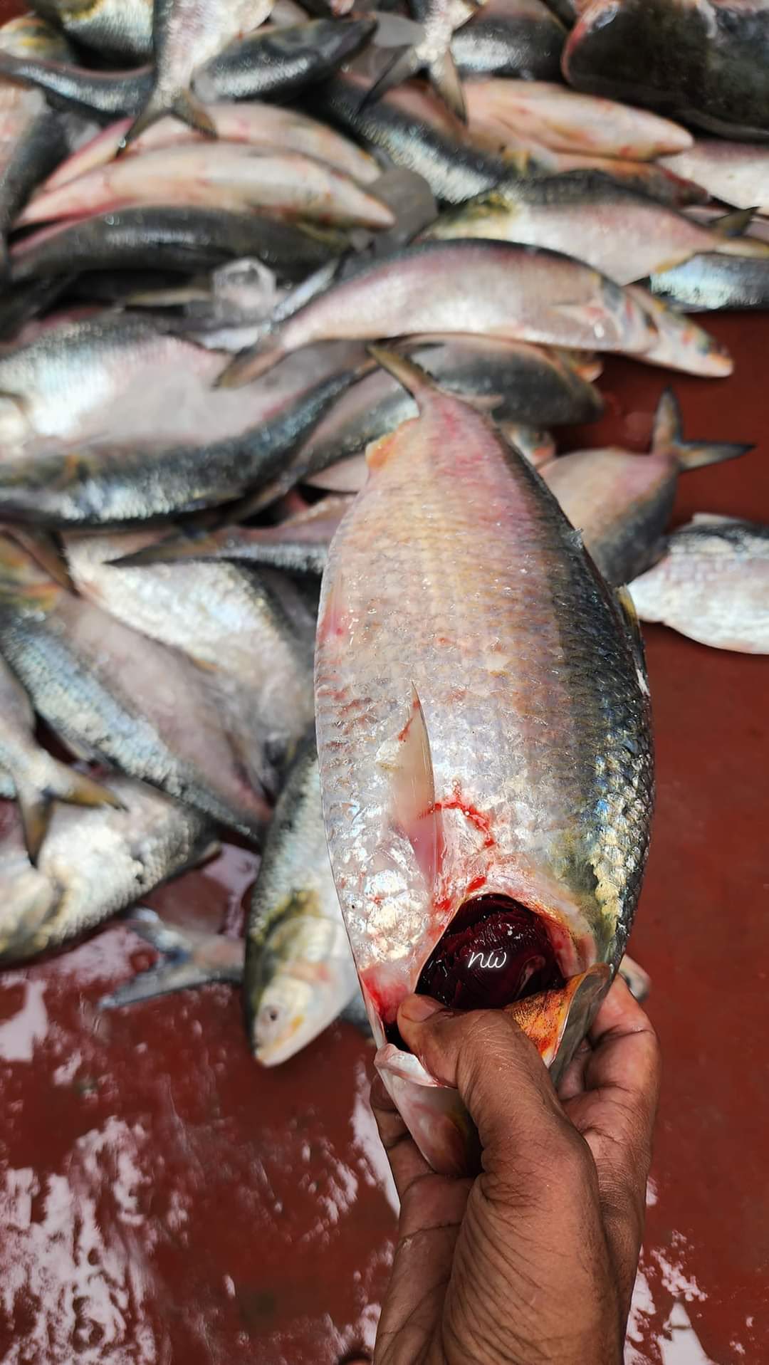 ইলিশ ৩-৪ পিসে কেজি